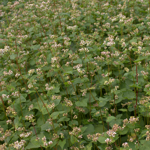 Buchweizen (Fagopyrum esculentum)