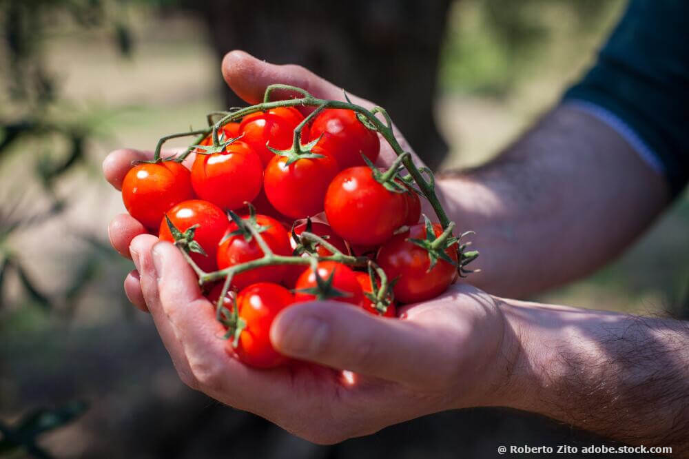 Tomaten