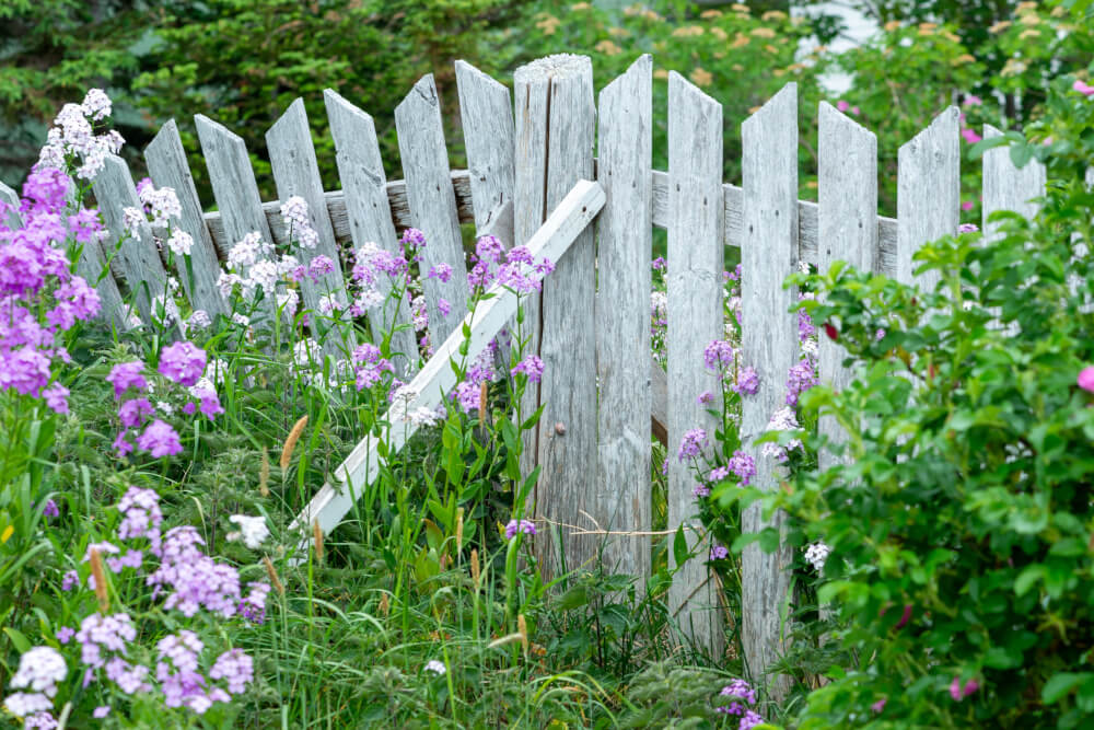 Nachtviole duftet am Gartenzaun