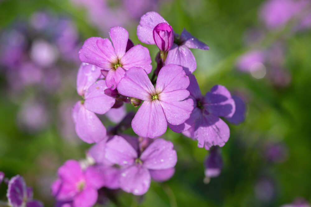 Duftende violette Nachtviole