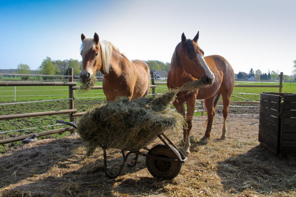 Haflinger fressen Heusilage