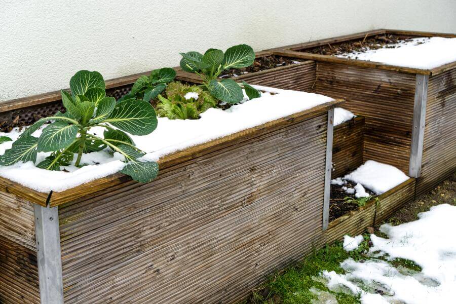 frisches Gemüse im Schnee