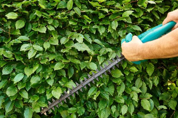 Laubhecke im Herbst schneiden