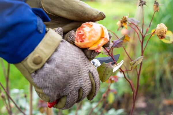 Verblühte Rosen im Herbst