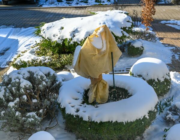 Winterschutz für empfindliche Pflanzen vorbereiten