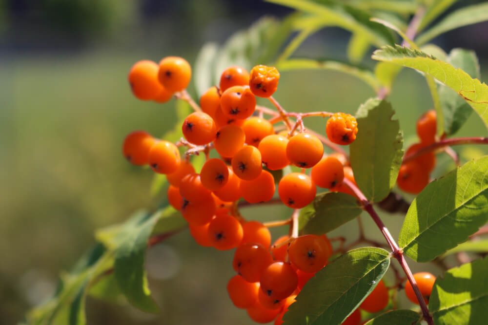 Beeren des Sanddorns