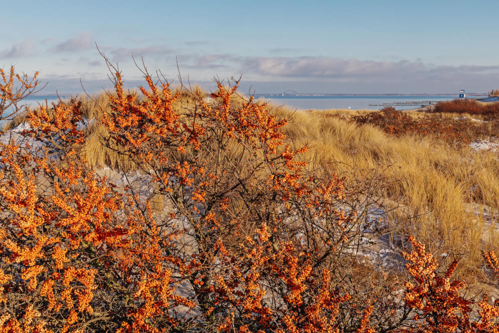 Sanddorn in den Dünen