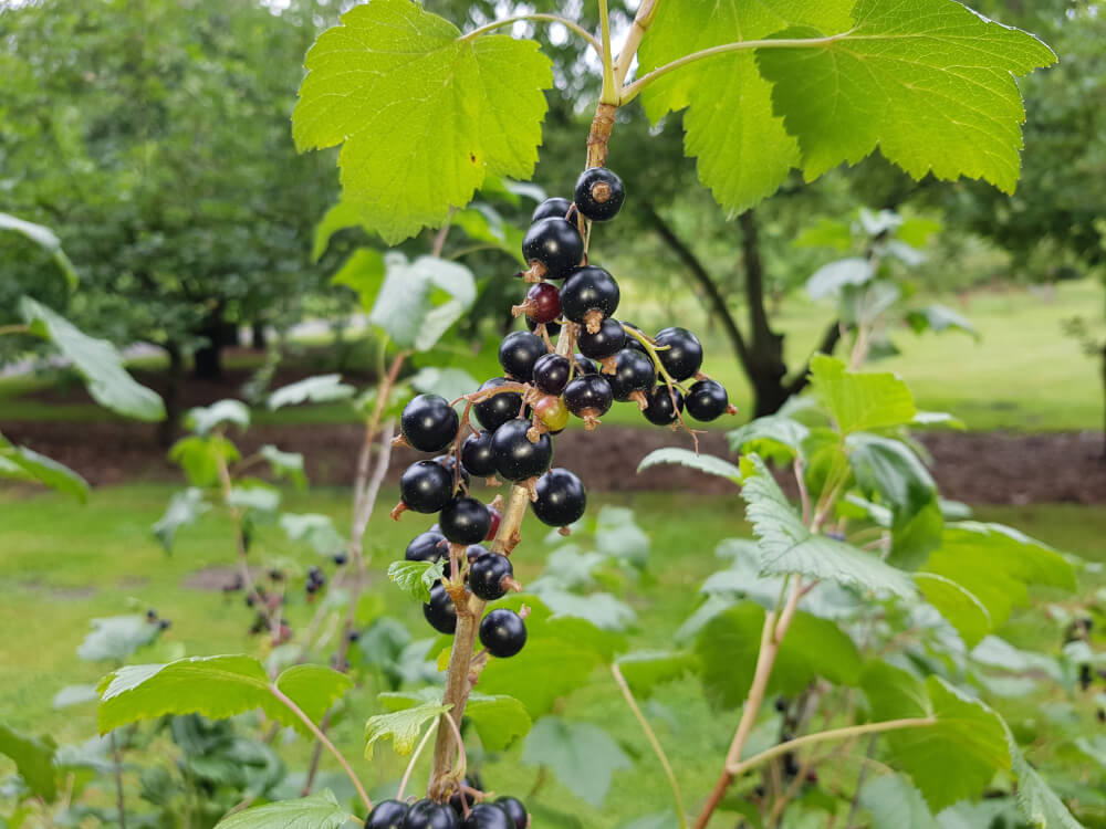 Schwarze Johannisbeeren sind voller Vitamin C