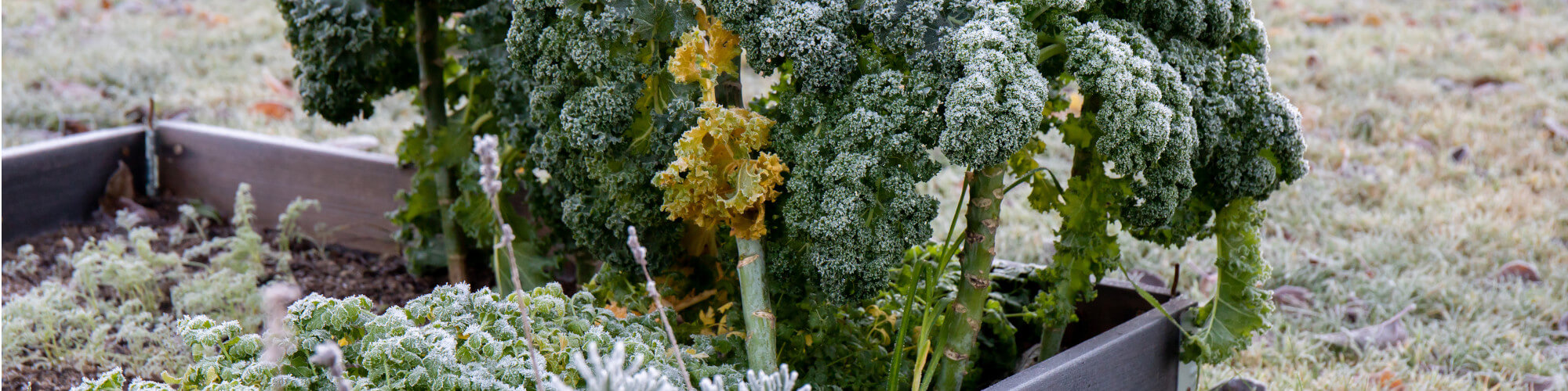 Hochbeet im Winter