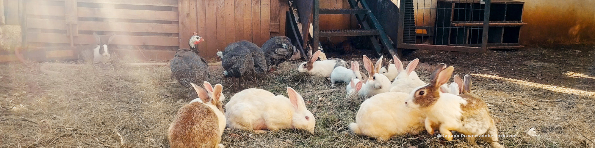 Deukanin Energie Kaninchenfutter