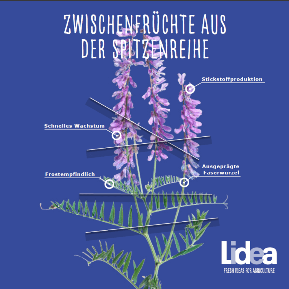 Lidea Zwischenfrucht LIDCOVER MAUVE