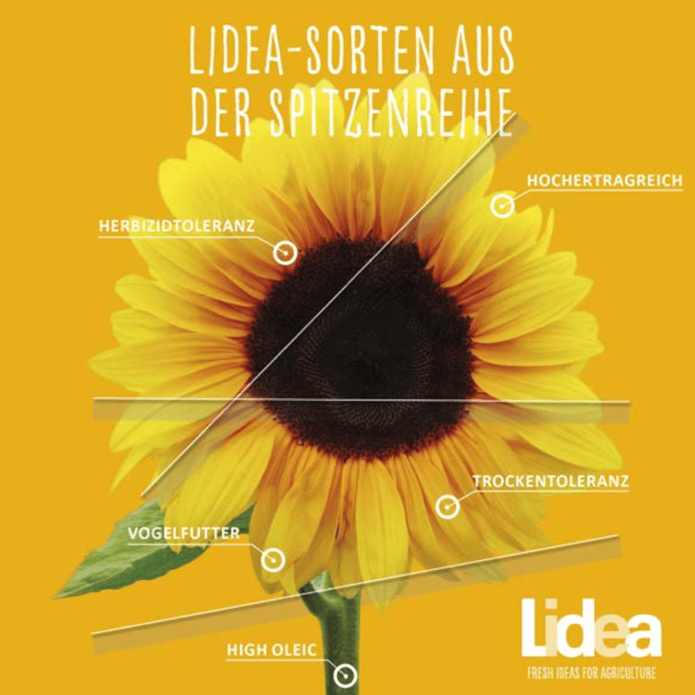 Lidea Sonnenblumen ES ARCADIA SU (LO)