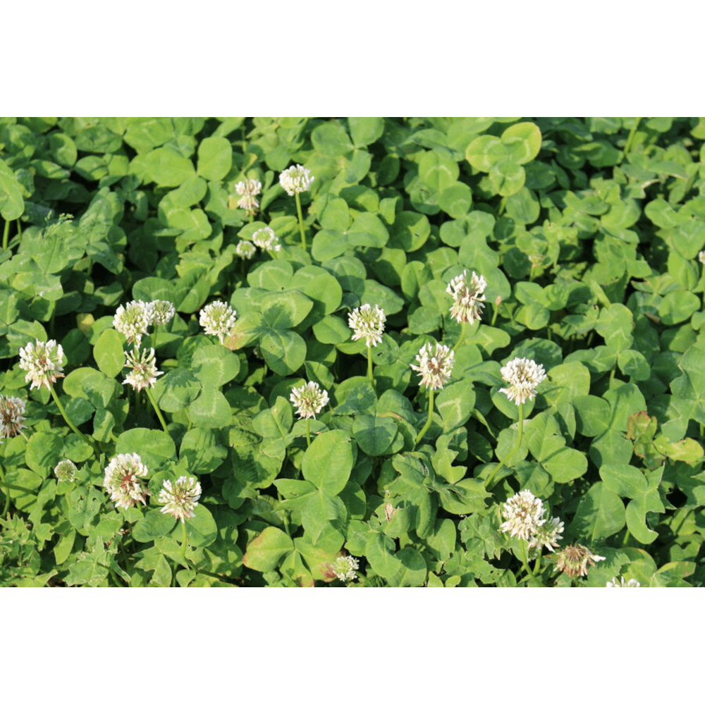 Weißklee Bio (Trifolium repens) MSR ÖKO