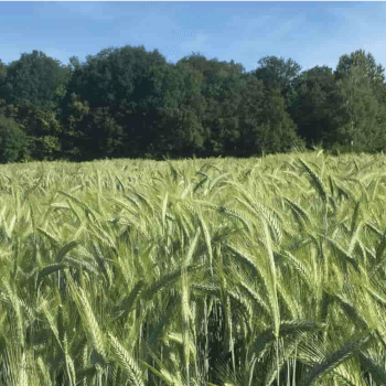 Wintertriticale Lombardo